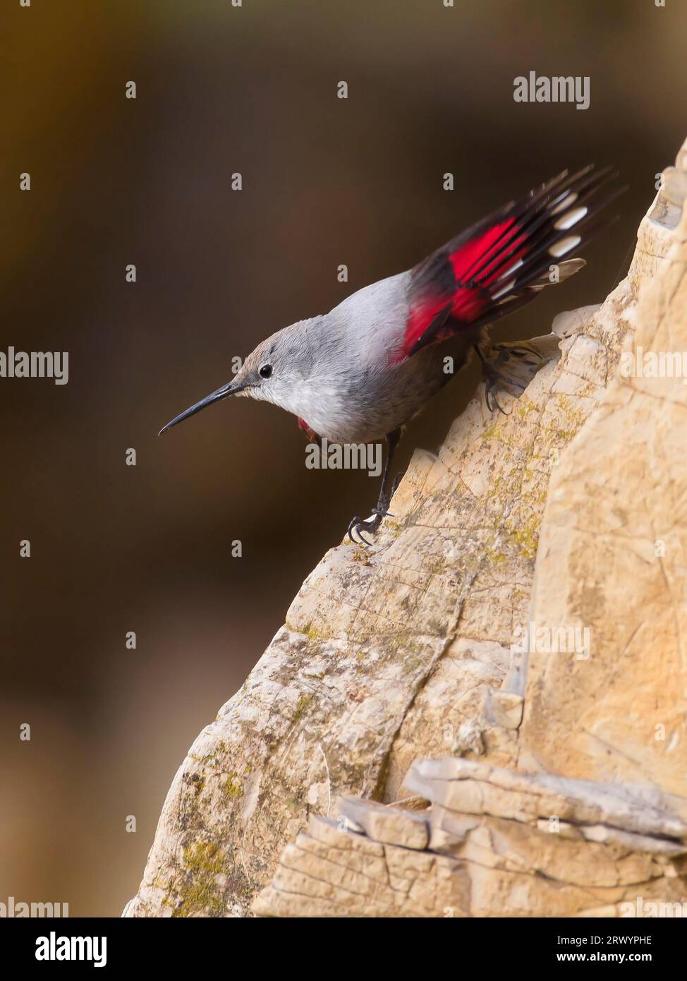 Wallcreeper (Tichodroma muraria), sur falaise, Italie, Toscane Banque D'Images