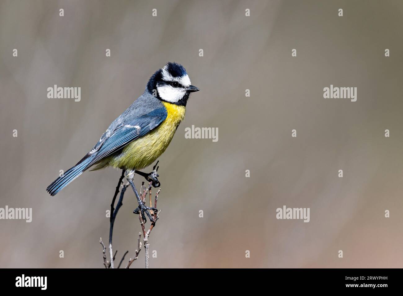 Tit bleu de Tenerife (Cyanistes teneriffae), mâle sur un buisson, Îles Canaries, Fuerteventura Banque D'Images