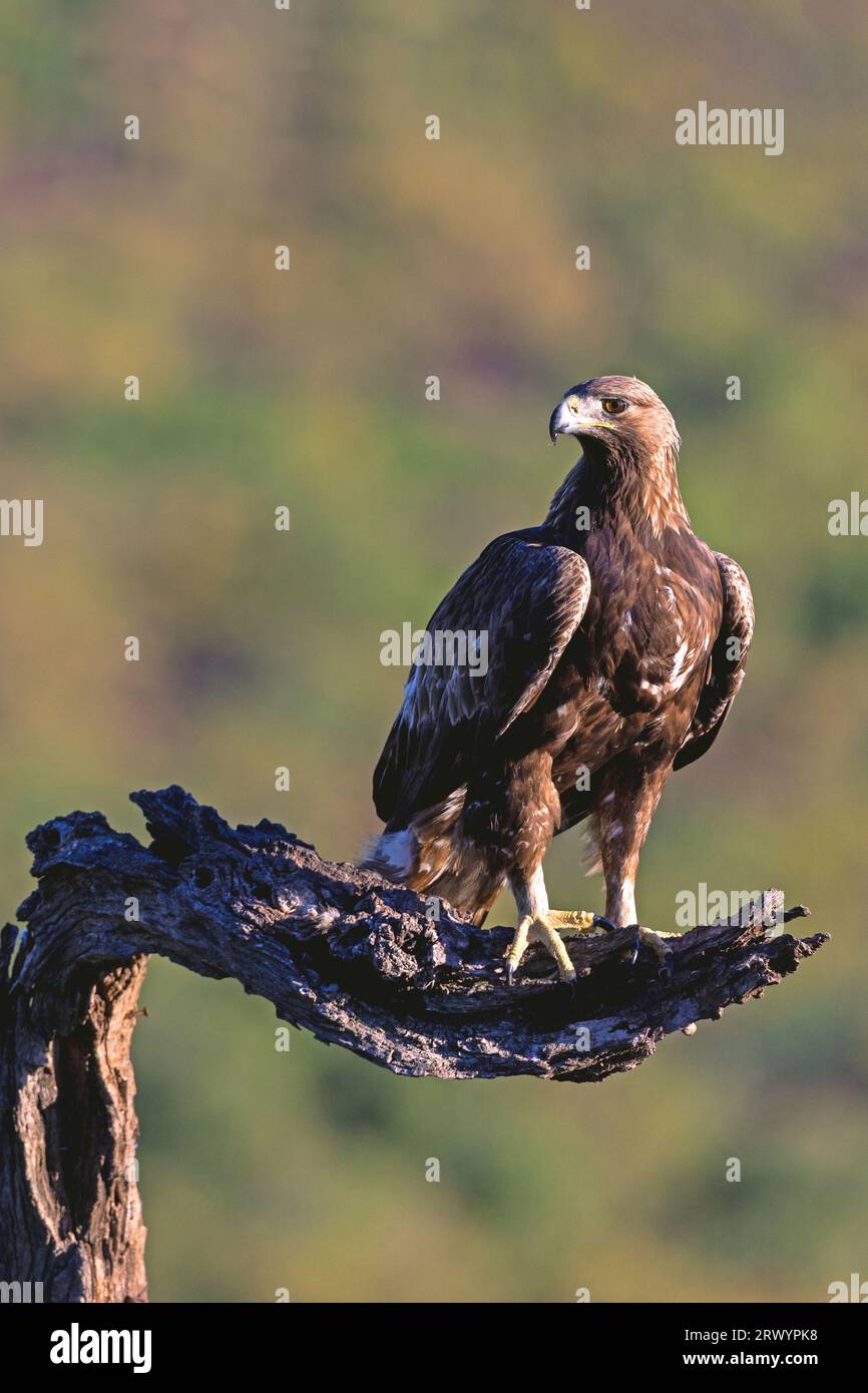 Aigle royal (Aquila chrysaetos), assis sur une branche, Espagne, Estrémadure, Salorino Banque D'Images