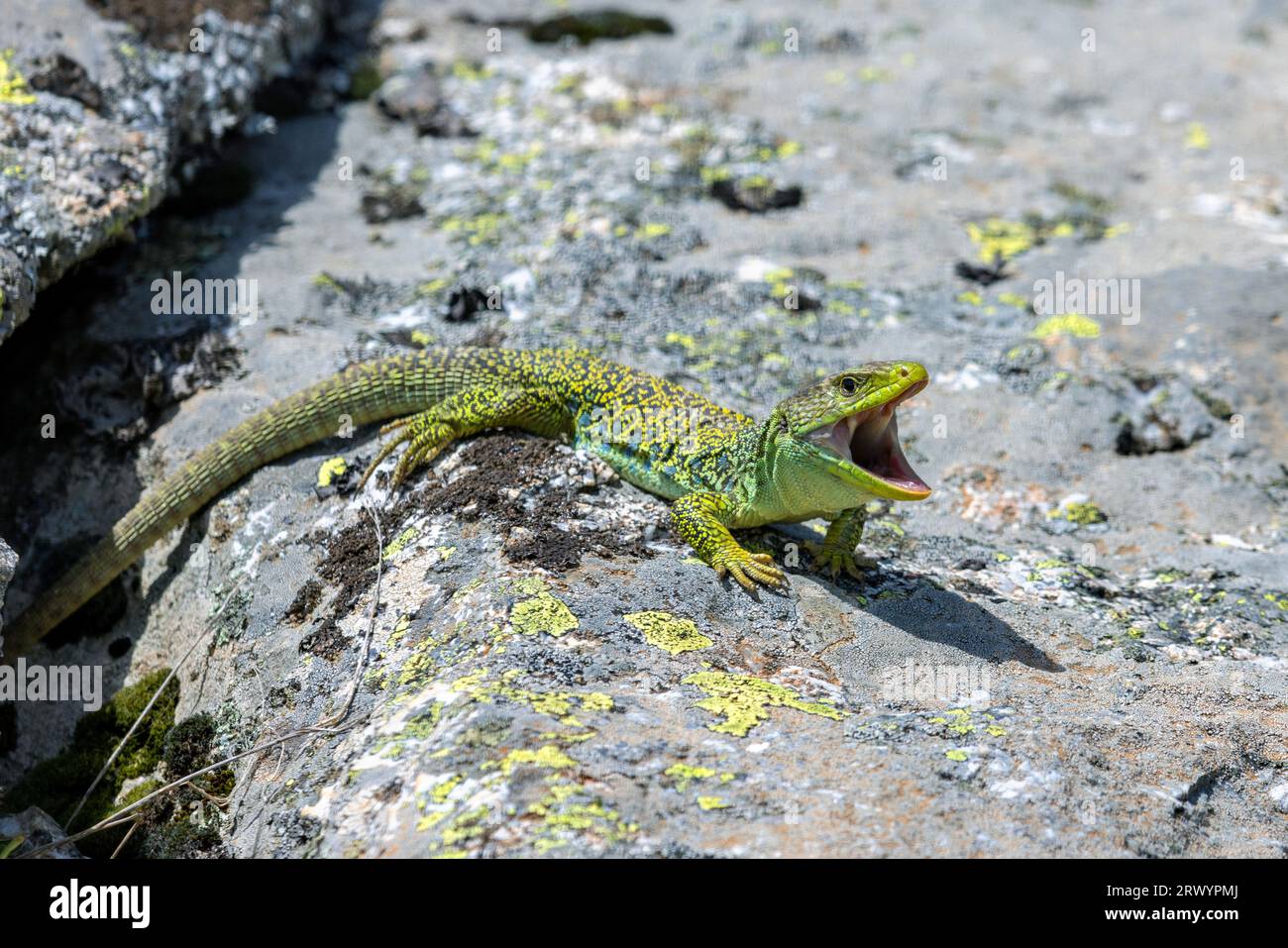 Lézard ocellé, lézard vert ocellé, lézard aux yeux, lézard à bijoux (timon lepidus, Lacerta lepida), mâle couché sur roche à bouche ouverte, Espagne, Banque D'Images