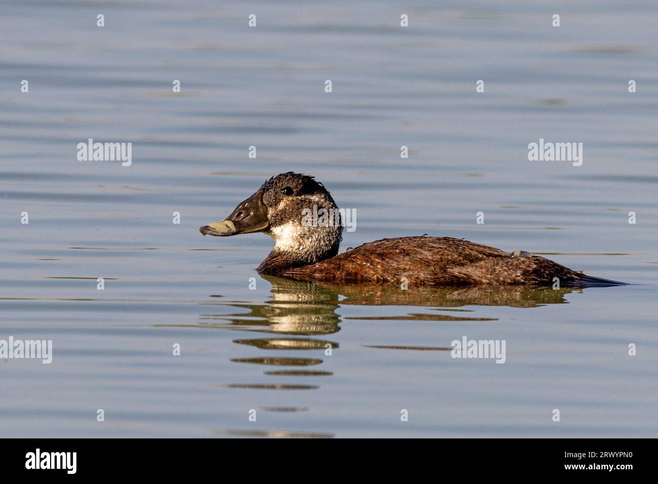 Canard à tête blanche (Oxyura leucocephala), baignade féminine, Espagne, Natur Park El Hondo Banque D'Images