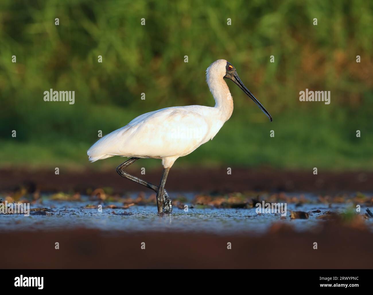 Spatule royale (Platalea regia), debout en eau peu profonde, Australie Banque D'Images