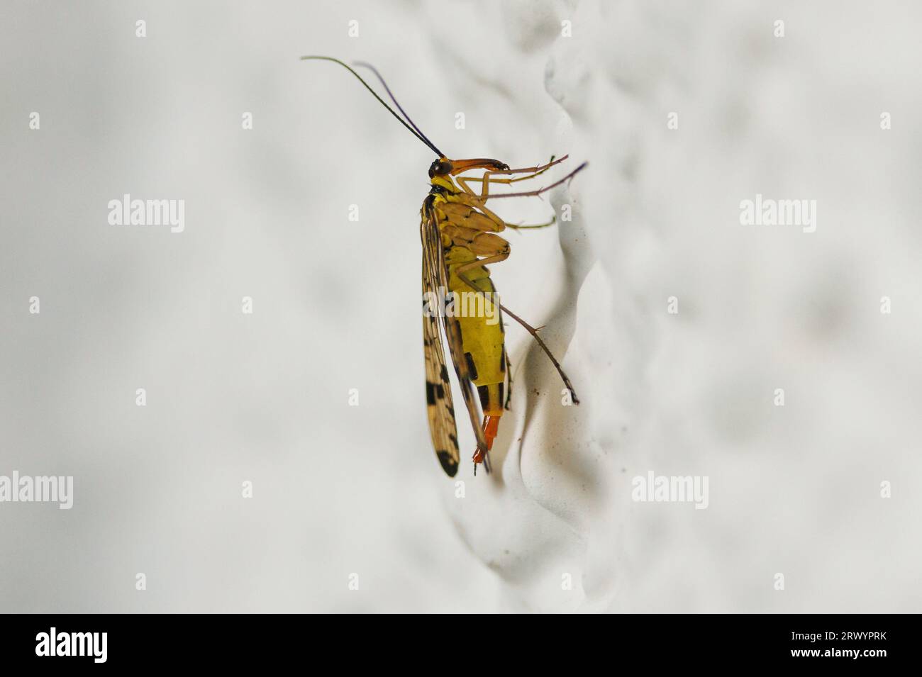 Scorpionfly allemand (Panorpa germanica), femelle au mur, Allemagne, Bavière Banque D'Images