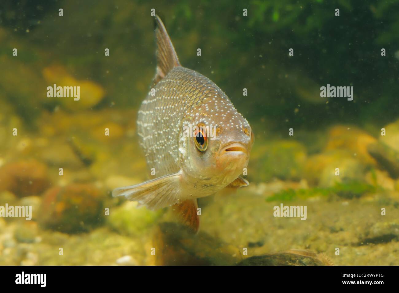 cafard, cafard des Balkans (Rutilus rutilus, Leuciscus rutilus), mâle avec une coloration nuptiale exceptionnelle, Allemagne Banque D'Images