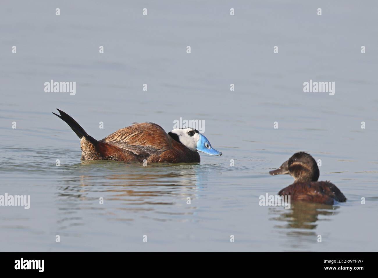 Canard à tête blanche (Oxyura leucocephala), mâle et femelle nageant, Espagne, Natur Park El Hondo Banque D'Images