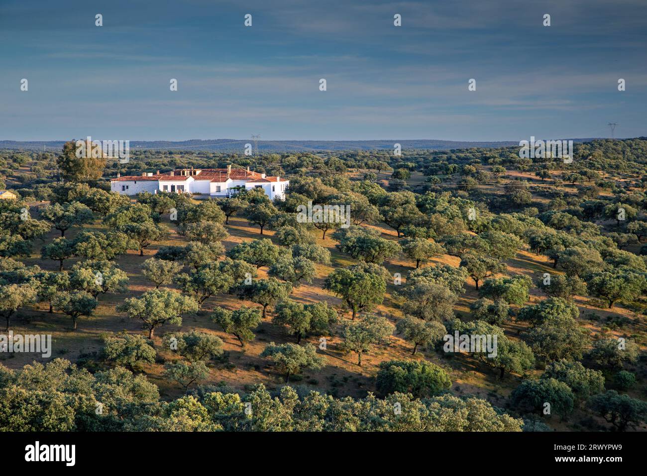 Chêne Holm, chêne Evergreen, chêne Holly, chêne Evergreen (Quercus ilex), Finca dans un chêne Holm Dehesa, Espagne, Extremadura, Parc National de Monfrague, Torrejon Banque D'Images