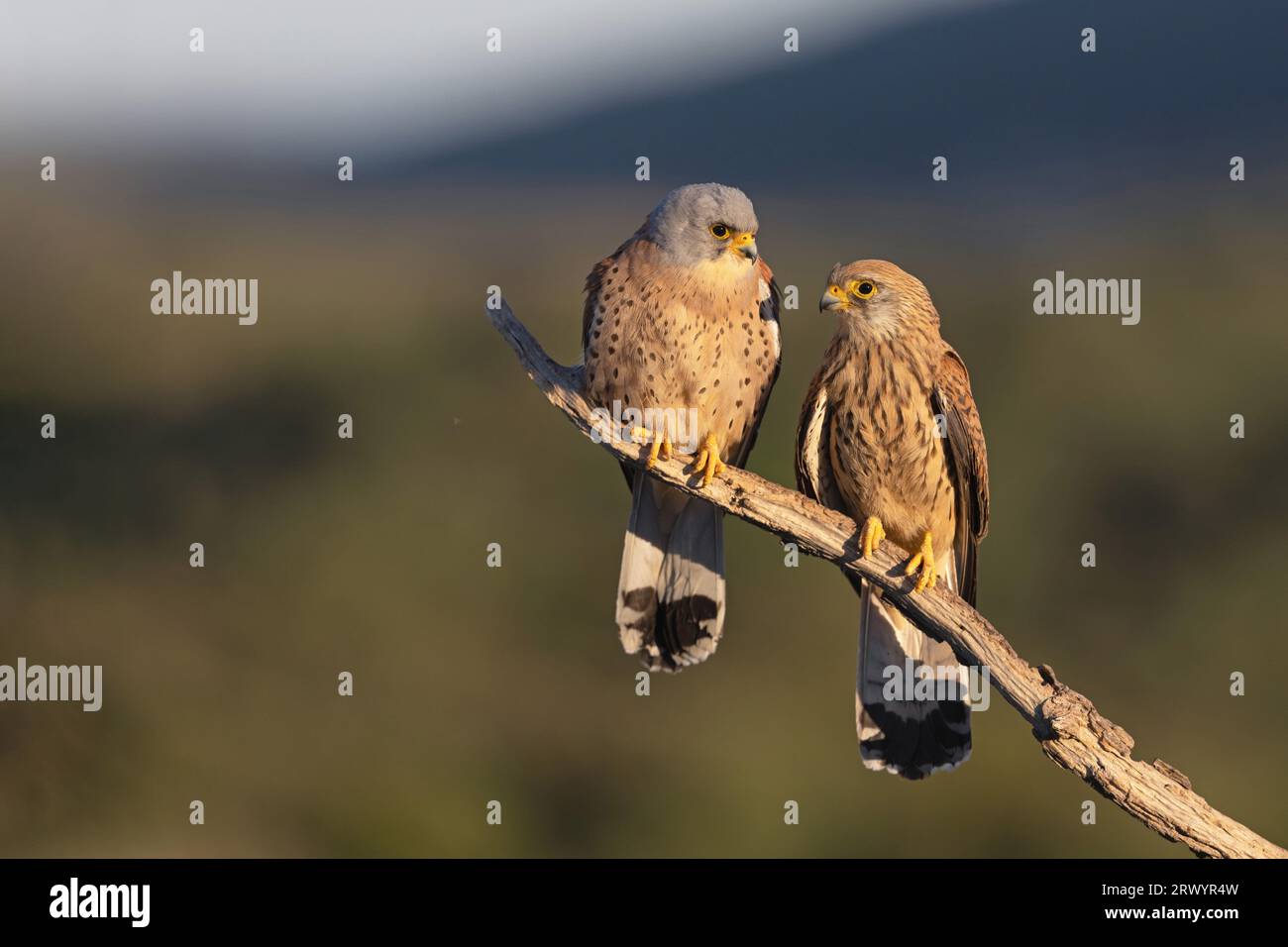 Petit kestrel (Falco naumanni), paire assise sur une branche, Espagne, Estrémadure Banque D'Images