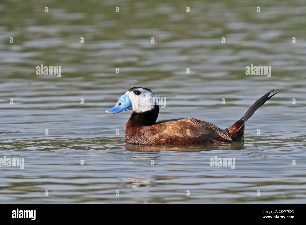 Canard à tête blanche (Oxyura leucocephala), mâle nageant, Espagne, Natur Park El Hondo Banque D'Images