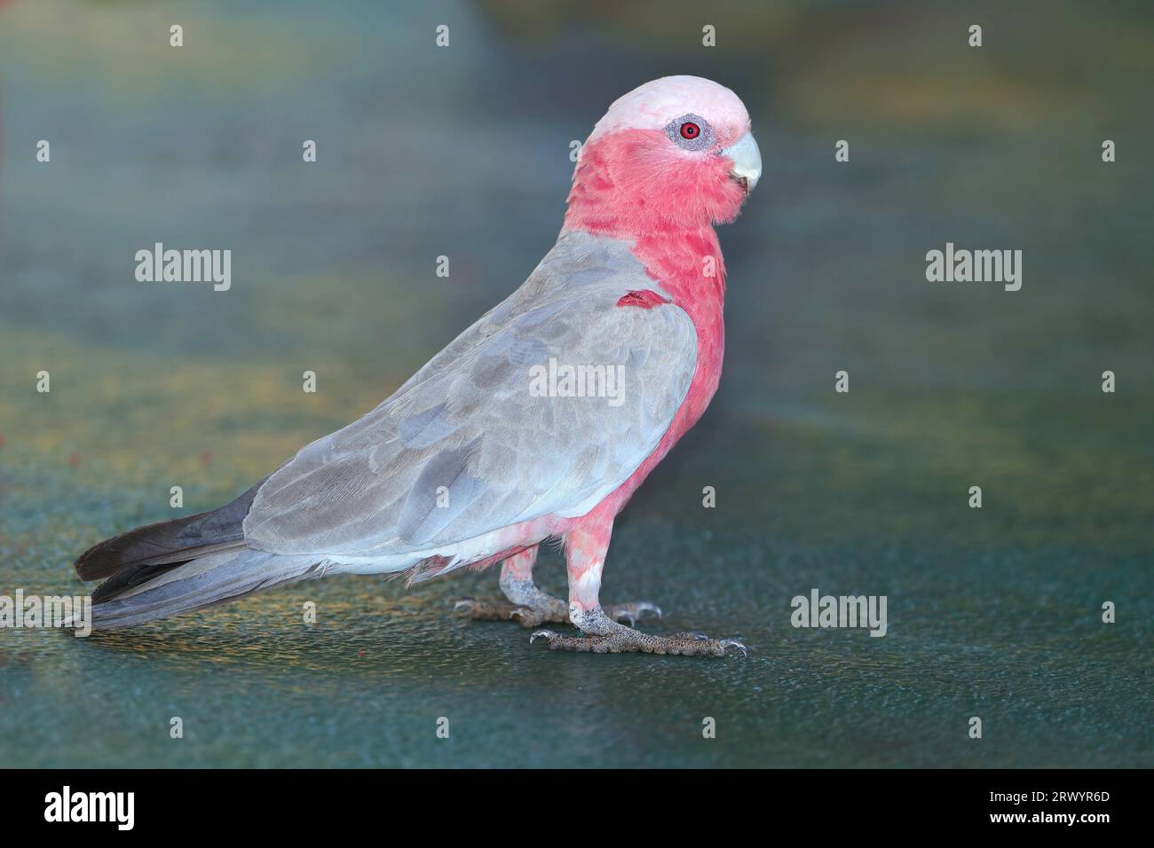 Galah (Eolophus roseicapilla, Cacatua roseicapilla), femelle assise sur le sol, Australie, Queensland, Mont ISA Banque D'Images