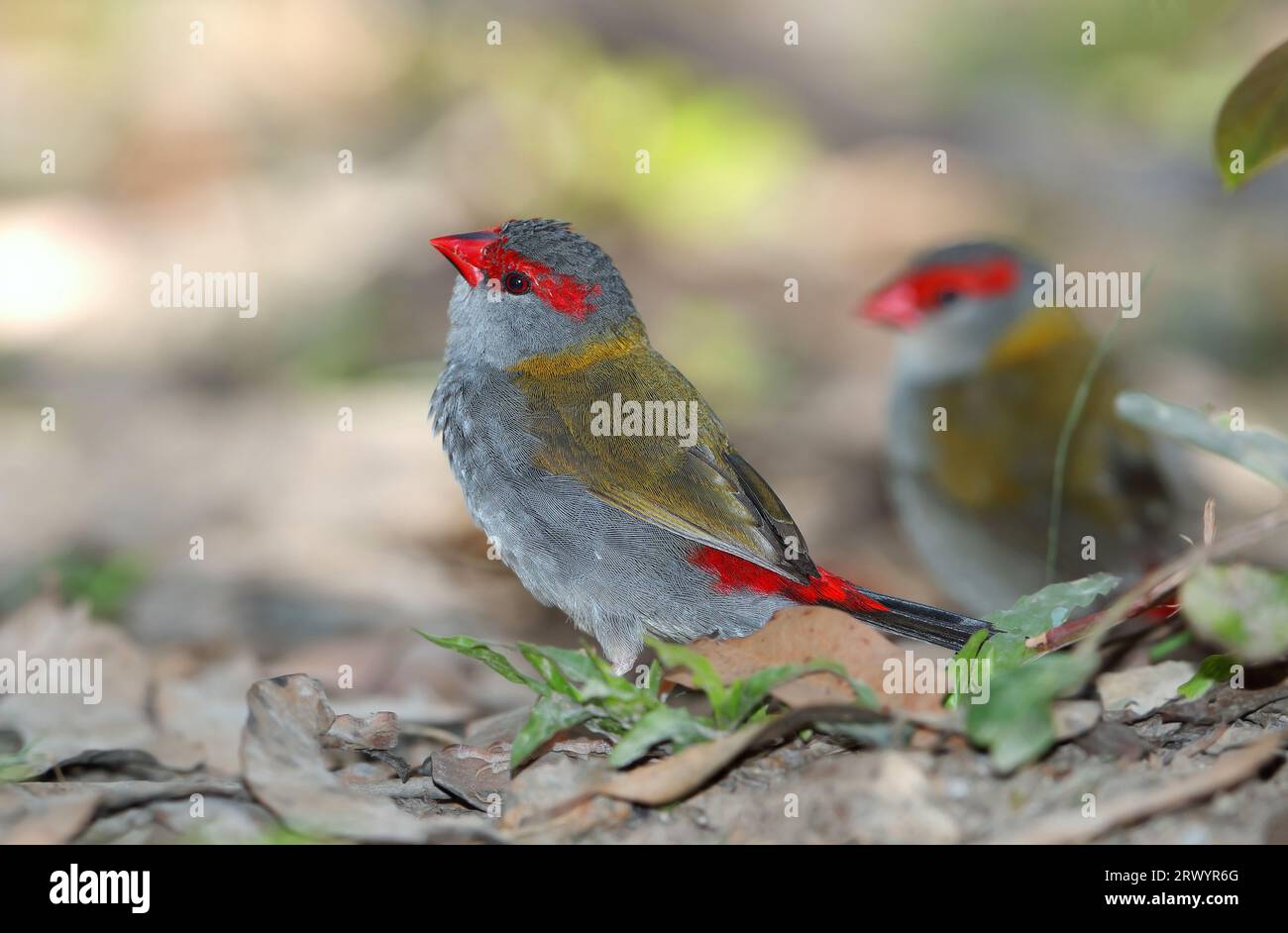 Bec de cire brun rouge, Australian Red-browed Firetail Finch (Aegintha temporalis, Neochmia temporalis), assis sur le sol, Australie, Queensland Banque D'Images