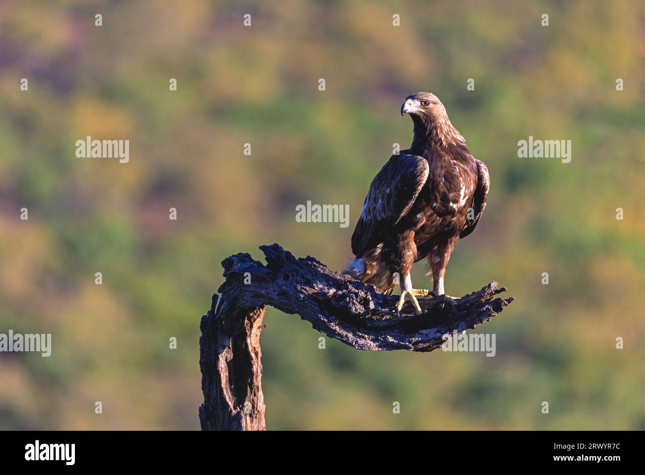Aigle royal (Aquila chrysaetos), assis sur une branche, Espagne, Estrémadure, Salorino Banque D'Images