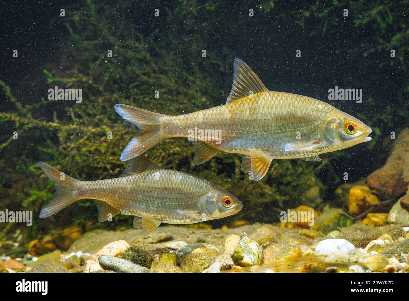 rudd (Scardinius erythrophthalmus), femelle et mâle (ci-dessous), Allemagne, Murnauer Moos Banque D'Images