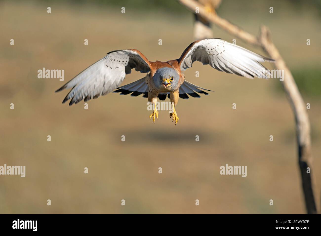 Petit kestrel (Falco naumanni), débarquement mâle, Espagne, Estrémadure, Salorino Banque D'Images