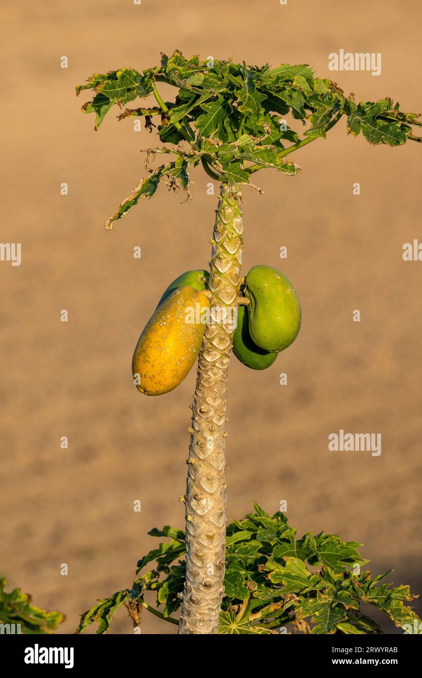 Papaye, papatte, patte, mamao, melon (Carica papaye), petit arbre aux fruits, îles Canaries, Fuerteventura Banque D'Images