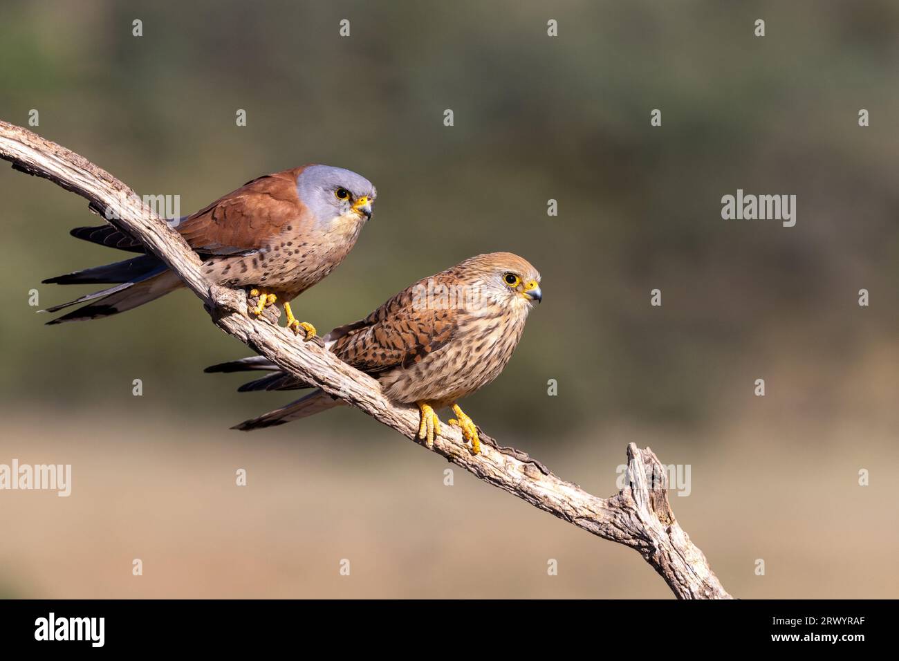 Petit kestrel (Falco naumanni), paire assise sur une branche, Espagne, Estrémadure Banque D'Images