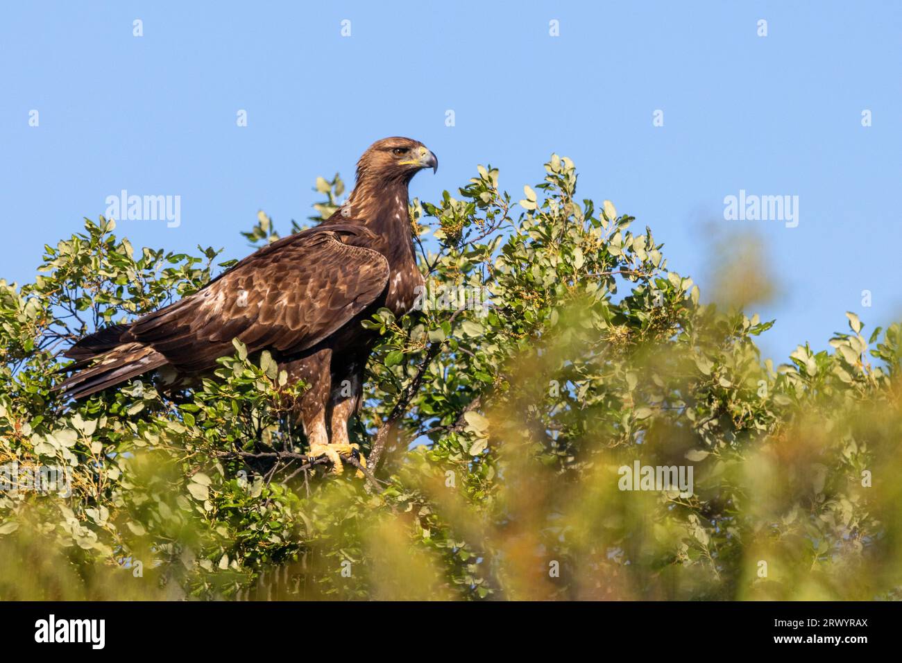 Aigle royal (Aquila chrysaetos), assis sur un chêne, Espagne, Estrémadure, Salorino Banque D'Images