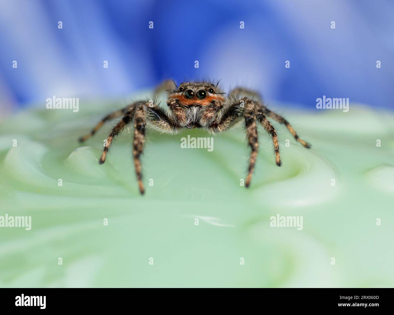 Adorable araignée Tan Jumping, Platycryptus undatus, sur fond vert et bleu Banque D'Images