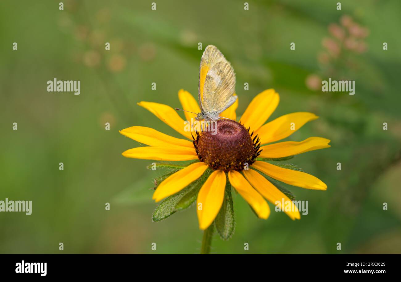 Papillon Dainty Sulphur se nourrissant d'une fleur Susan aux yeux noirs, avec espace de copie Banque D'Images