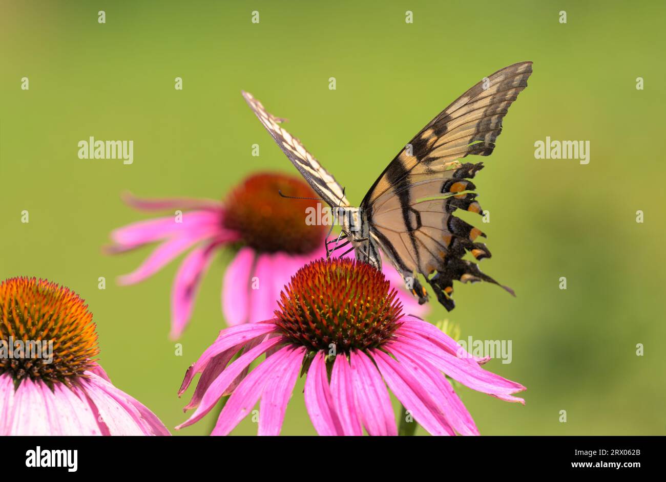 Papillon à queue d'aronde tigre de l'est pollinisant un Coneflower violet Banque D'Images