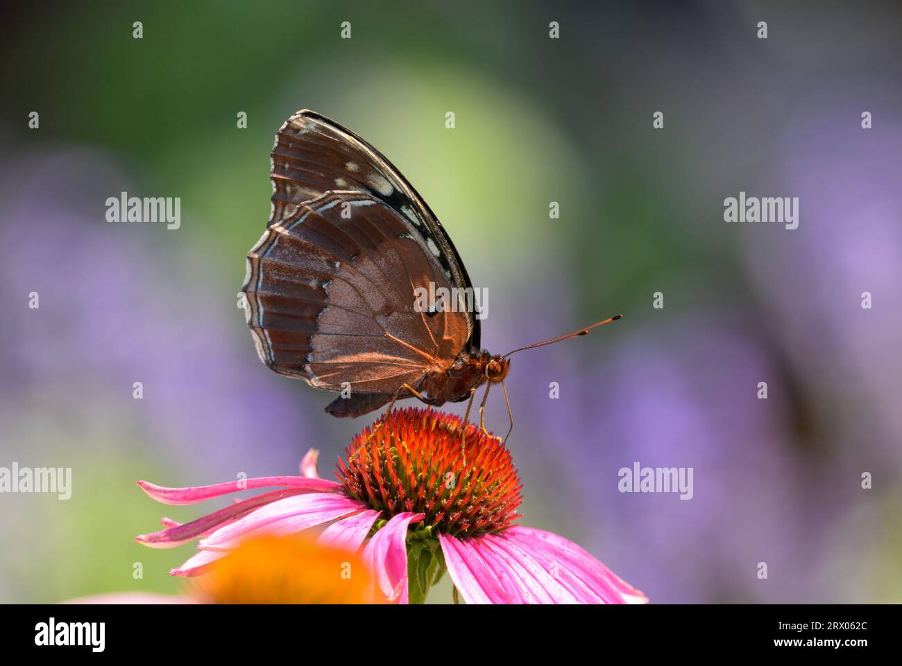 Femelle Diana Fritillary papillon pollinisant un Coneflower violet dans le jardin de printemps Banque D'Images