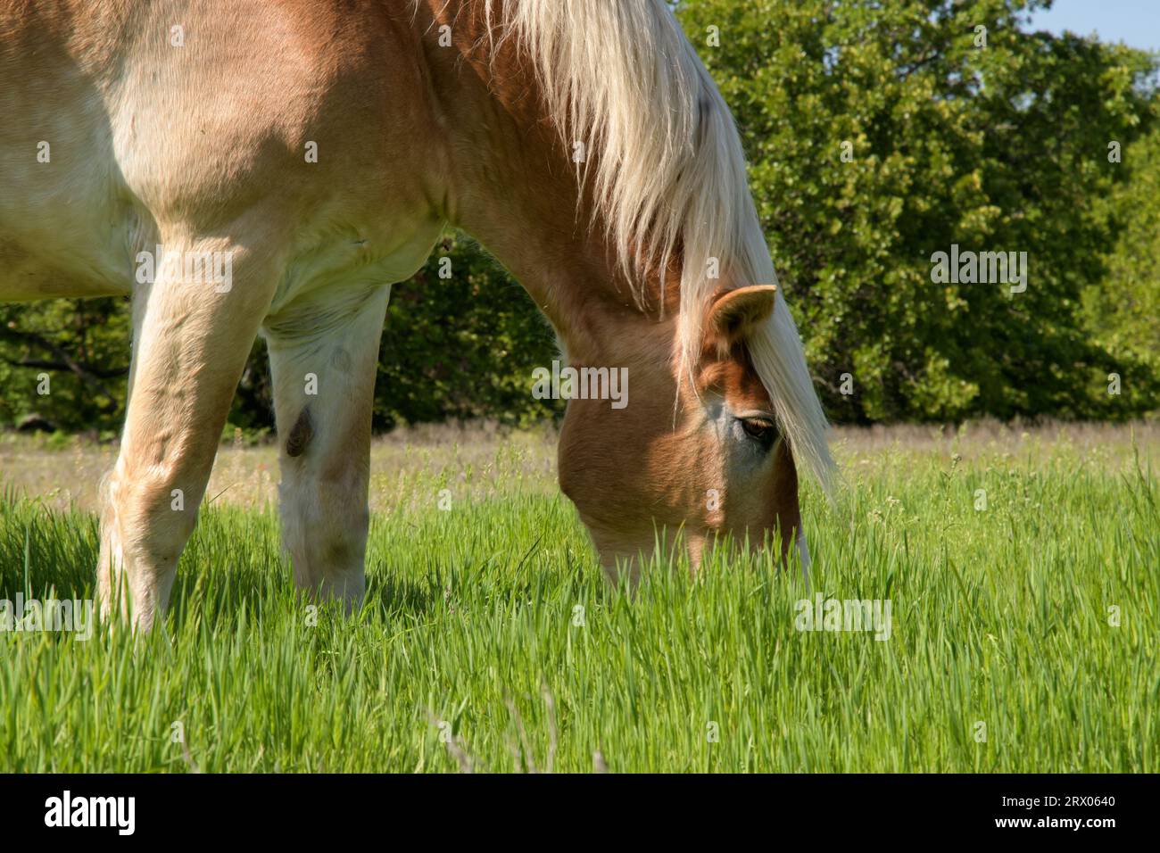 Cheval de trait belge dans l'herbe profonde au genou au printemps, mangeant loin Banque D'Images