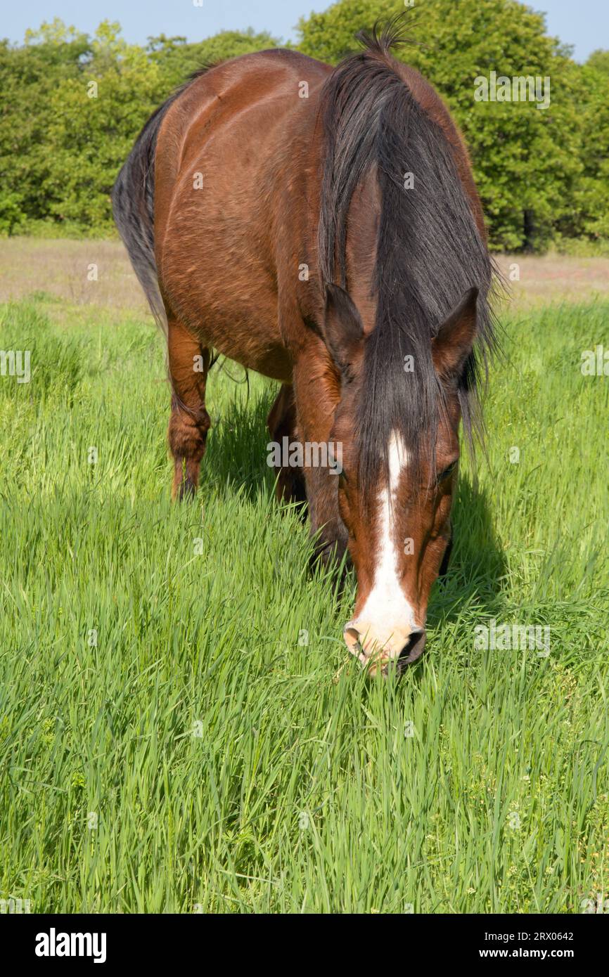 Vieux cheval arabe paissant dans l'herbe profonde des genoux au printemps Banque D'Images