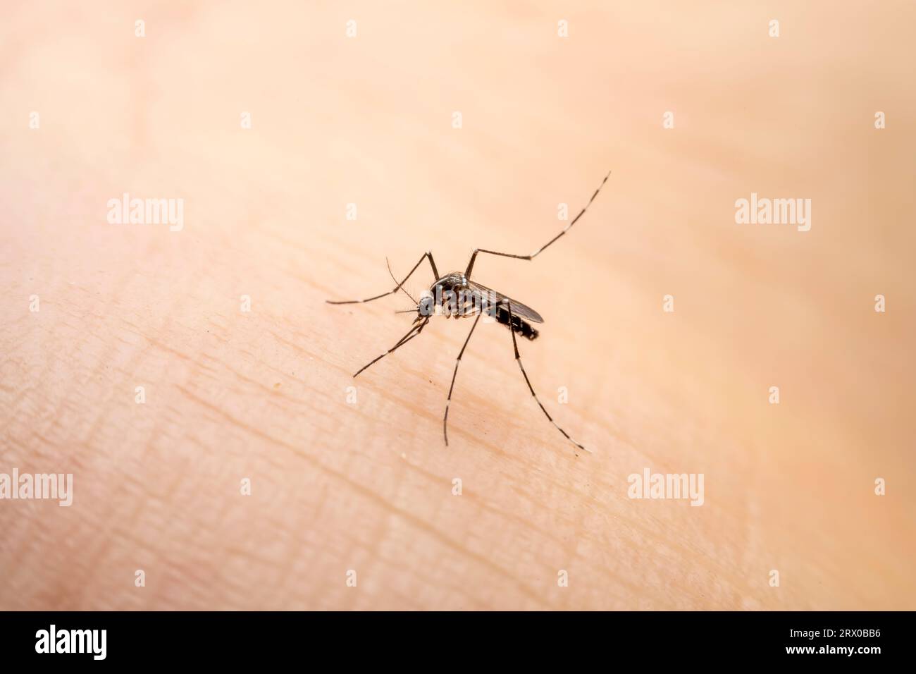 Aedes albopictus ingère le sang humain Banque D'Images