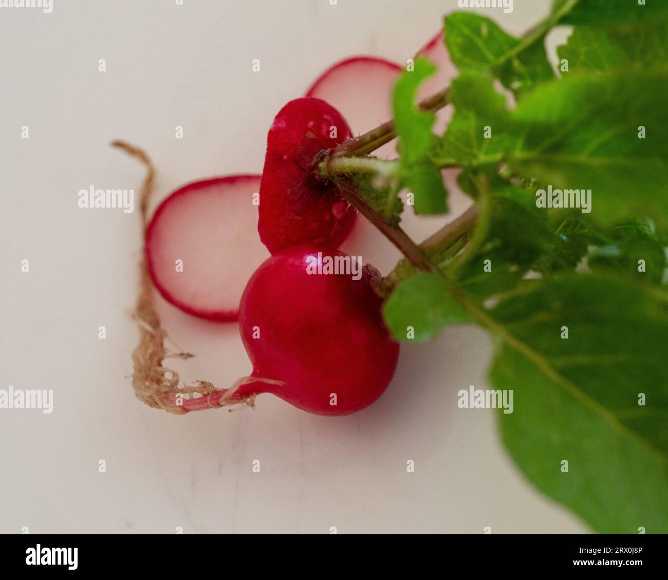 Cherry Belle Radiishes, chair blanche à peau rouge et feuilles vertes, fraîchement récoltées du potager, sur fond blanc Banque D'Images