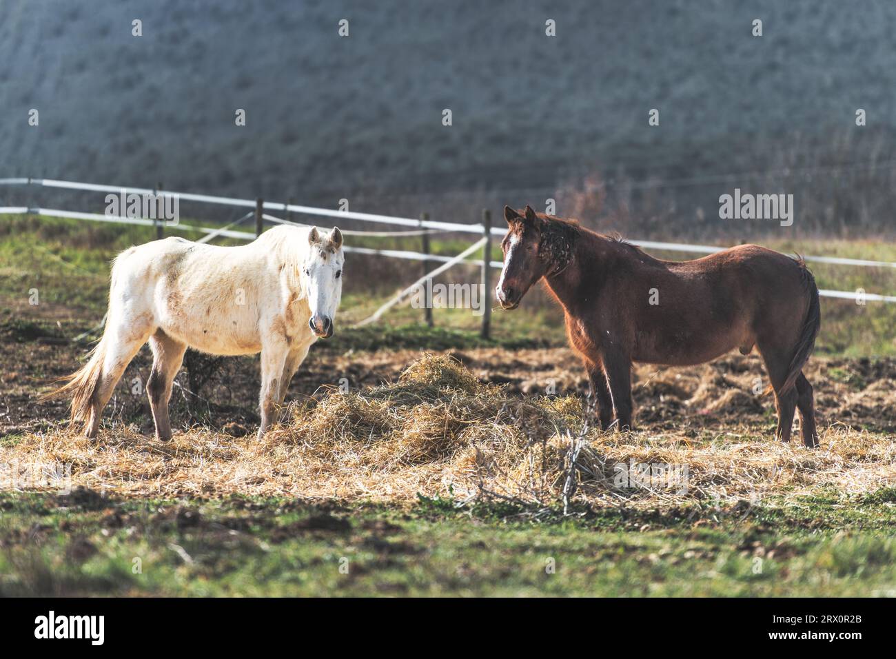 Paire de chevaux sur un ranch un clair et un sombre Banque D'Images