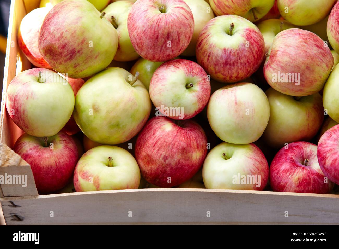 Caisse en bois pleine de pommes fraîches. Vue de dessus du concept de récolte de pommes fraîches biologiques Banque D'Images