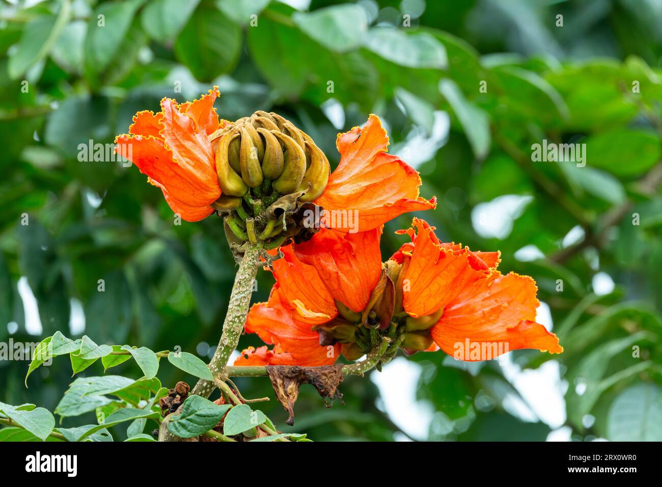 Spathodea campanulata, arbre à fleurs, Spathodea est un genre de la famille des Bignoniaceae. Costa Rica Banque D'Images