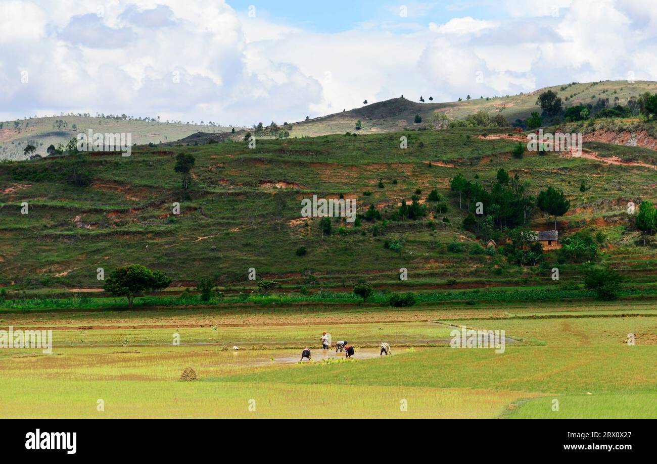 Culture des rizières au centre-est de Madagascar. Banque D'Images