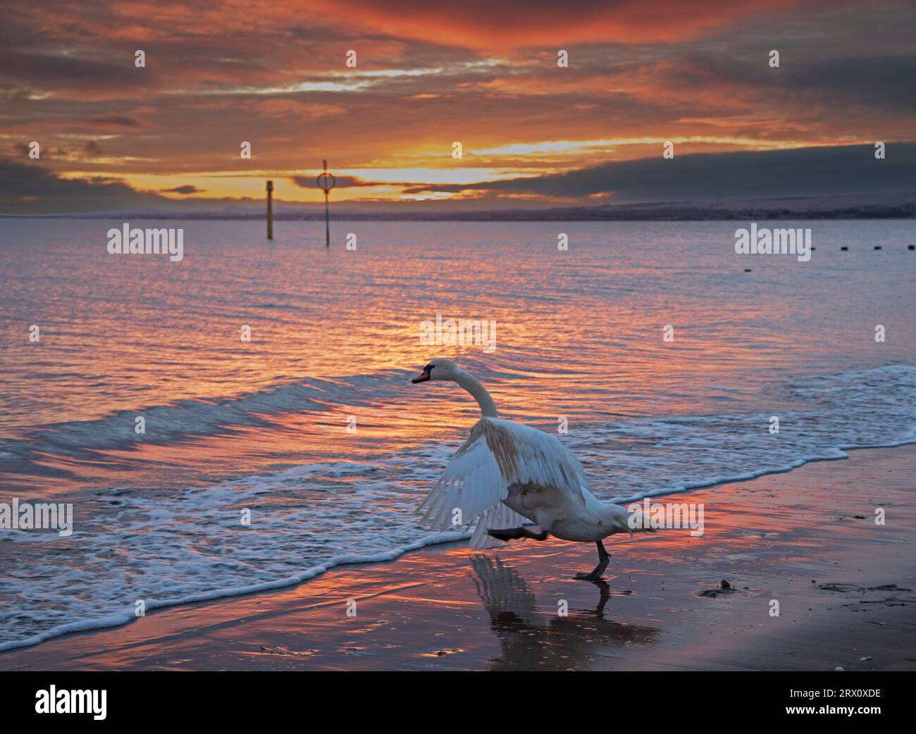 Portobello, Édimbourg, Écosse, Royaume-Uni 22 septembre 2023. Visiteur inhabituel pour une baignade en eau froide avec un lever de soleil moelleux sur la rive du Firth of Forth. Température 10 degrés centigrades. Photo : Mute Swan se dirigeant vers un plongeon au lever du soleil dans Firth of Forth. Le cygne nageait près du rivage et se promenait sur le sable pendant quelques minutes avant de retourner à l'eau. Banque D'Images