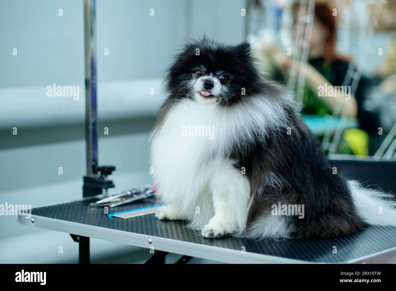 Chien pomeranian noir et blanc assis sur la table de toilettage dans le salon de chien. Banque D'Images