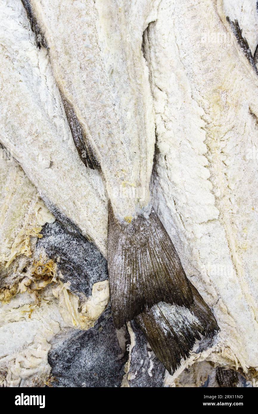 Bacalhau (morue séchée et salée) en vente dans un supermarché portugais. C’est une grande délicatesse au Portugal, servie de différentes manières Banque D'Images