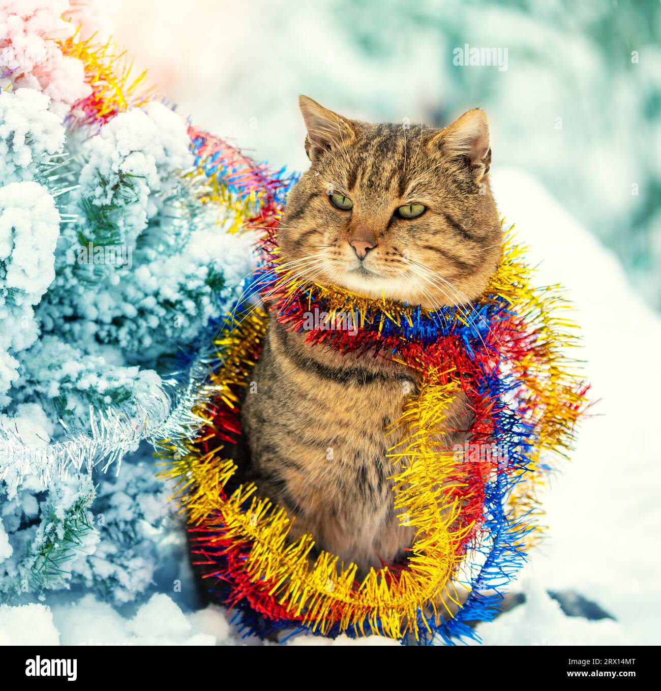 Chat enveloppé dans le guirlard du nouvel an assis dans la neige près de l'arbre de Noël en hiver Banque D'Images