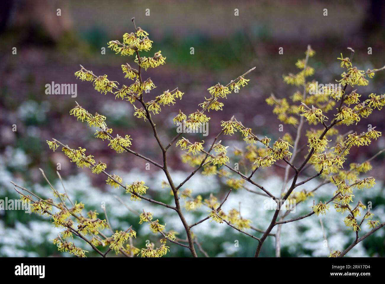 Arbre Hazel de sorcière jaune 'Hamameliss' avec un fond de gouttes de neige dans les bois dans le domaine de Lytham Hall dans le Lancashire, Angleterre, Royaume-Uni. Banque D'Images