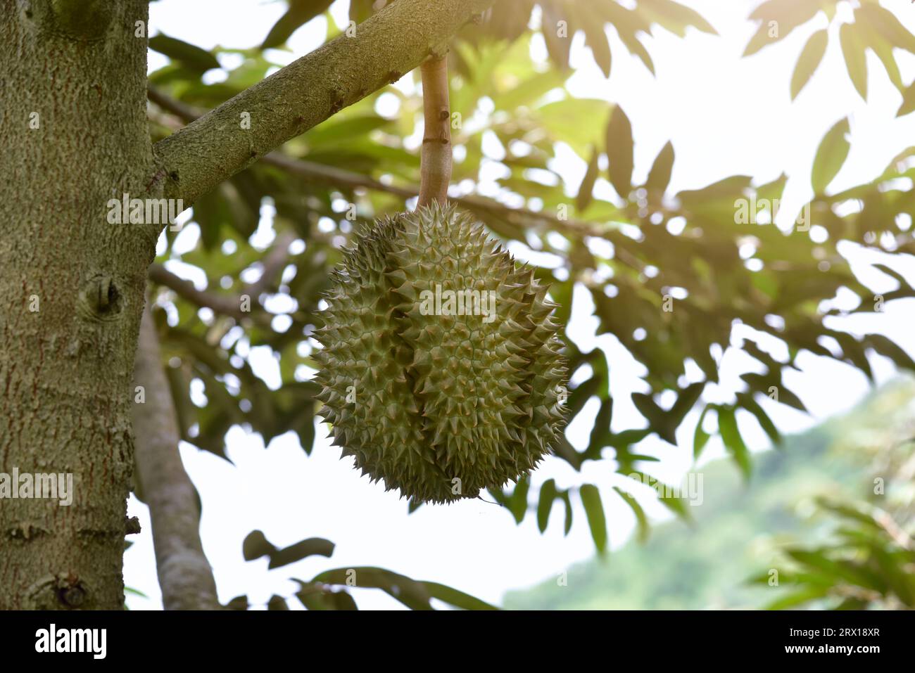 durians sur l'arbre durian dans le verger de durians biologique. Banque D'Images