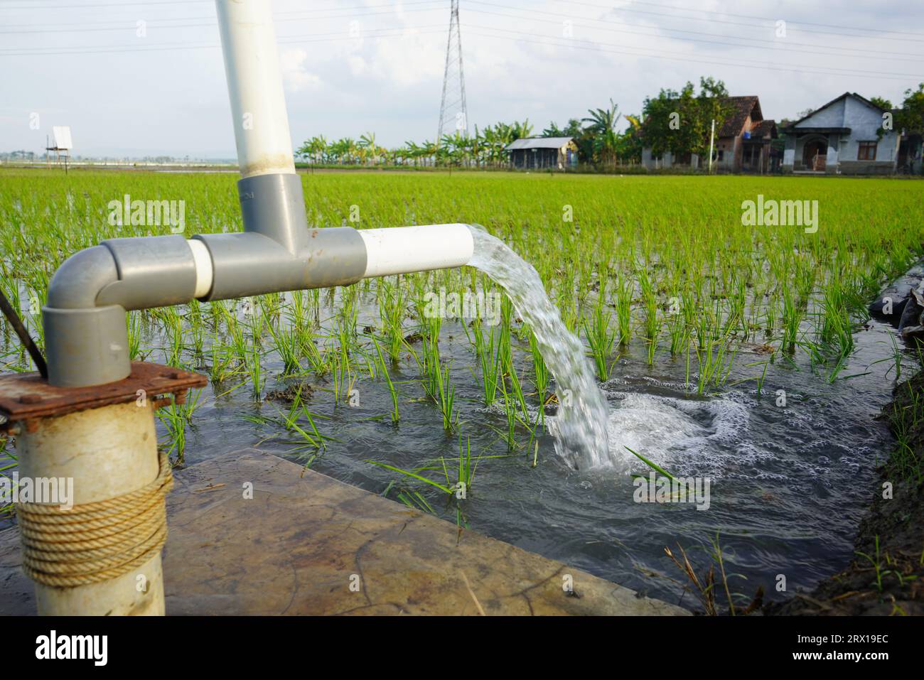 Les plants de blé sont irrigués par jet d'eau. Irrigation des rizières à l'aide de puits de pompage avec la technique de pompage de l'eau du sol pour couler Banque D'Images