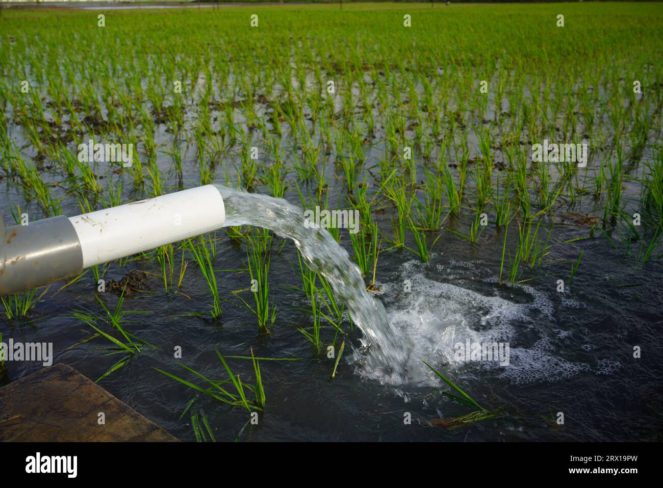 Les plants de blé sont irrigués par jet d'eau. Irrigation des rizières à l'aide de puits de pompage avec la technique de pompage de l'eau du sol pour couler Banque D'Images