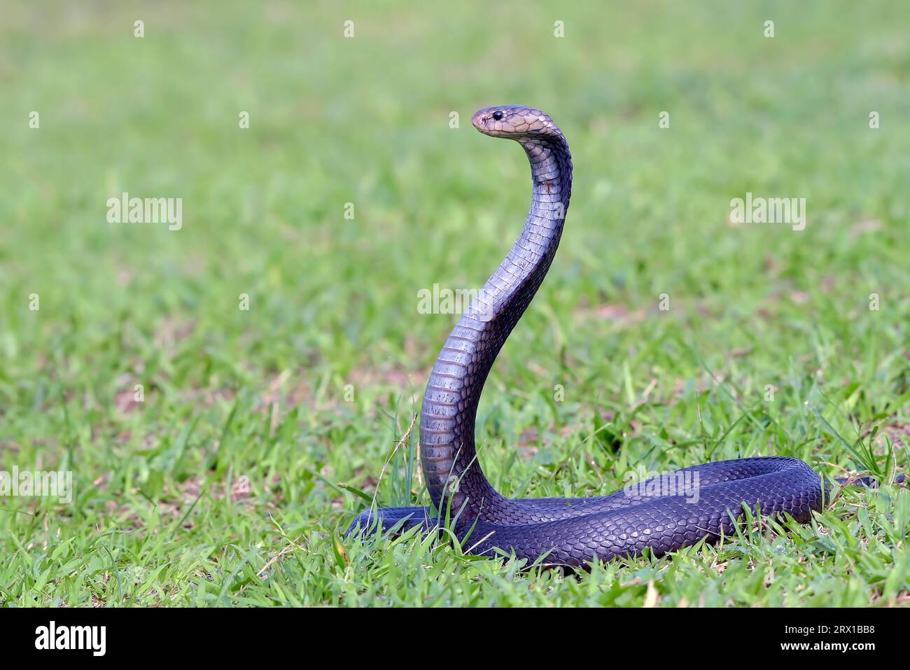 Javanais crachant du cobra sur une prairie Banque D'Images