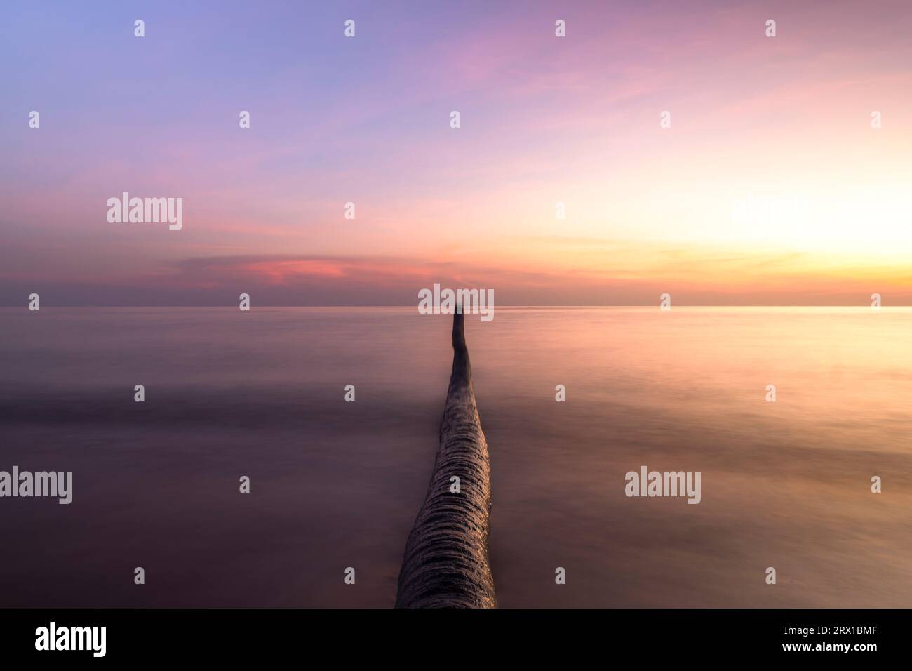 Crépuscule tranquille : exposition artistique de palmier Banque D'Images