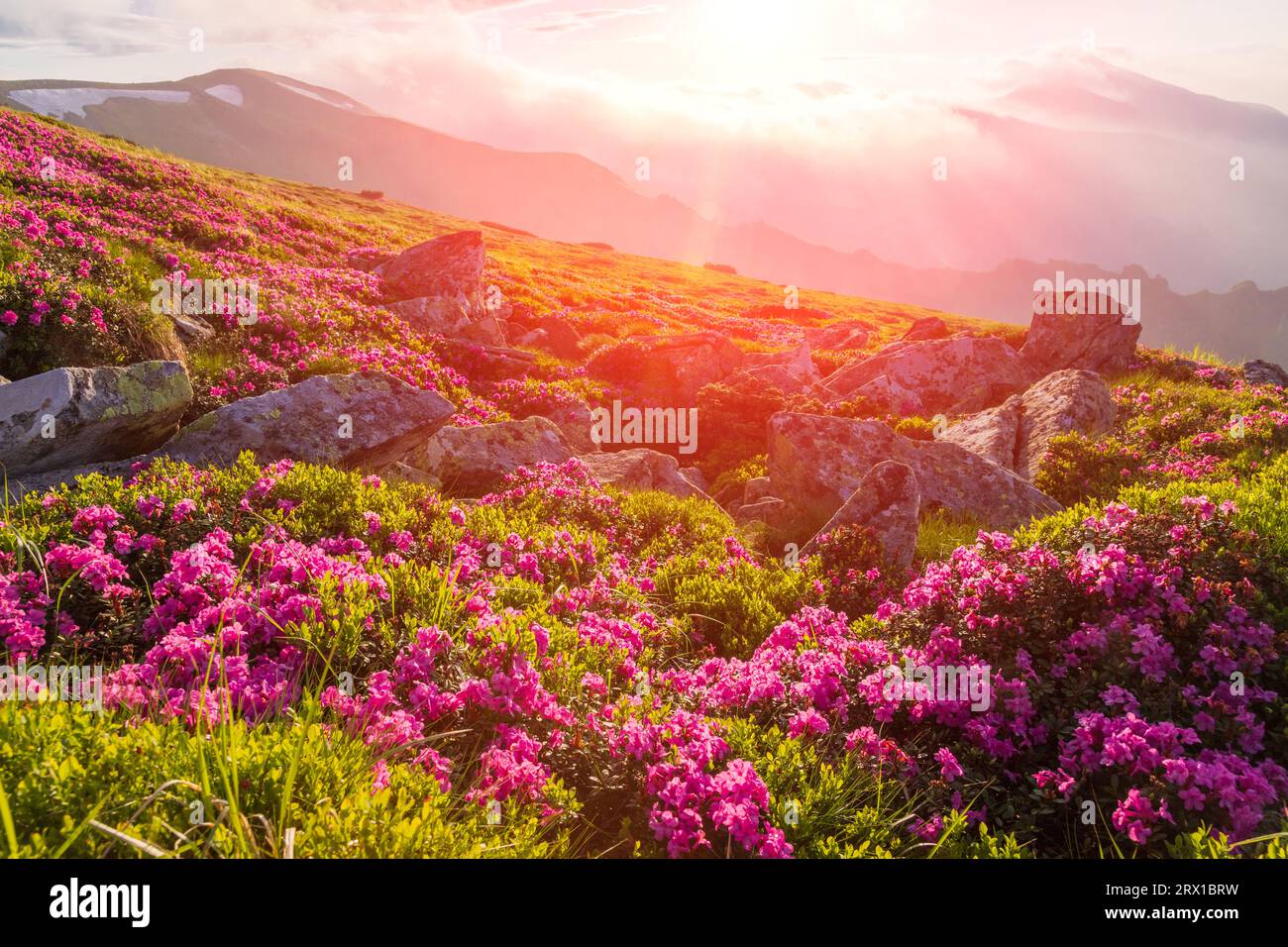 Floraison du rhododendron des Carpates chez les Carpates Banque D'Images