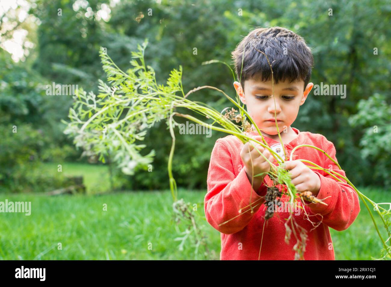 Jeune garçon tenant la carotte fraîchement cueillie du jardin d'arrière-cour. Banque D'Images