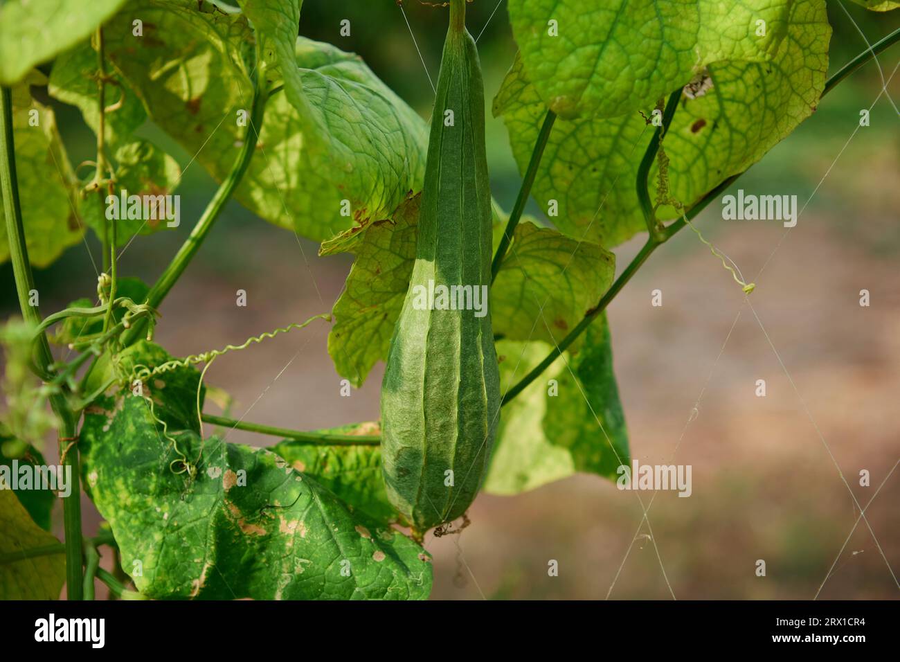 La courgette carrée ou le loofah incliné sur le treillis de bambou Banque D'Images