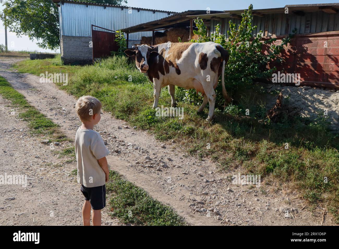 Un enfant dans la rue regarde une vache Banque D'Images