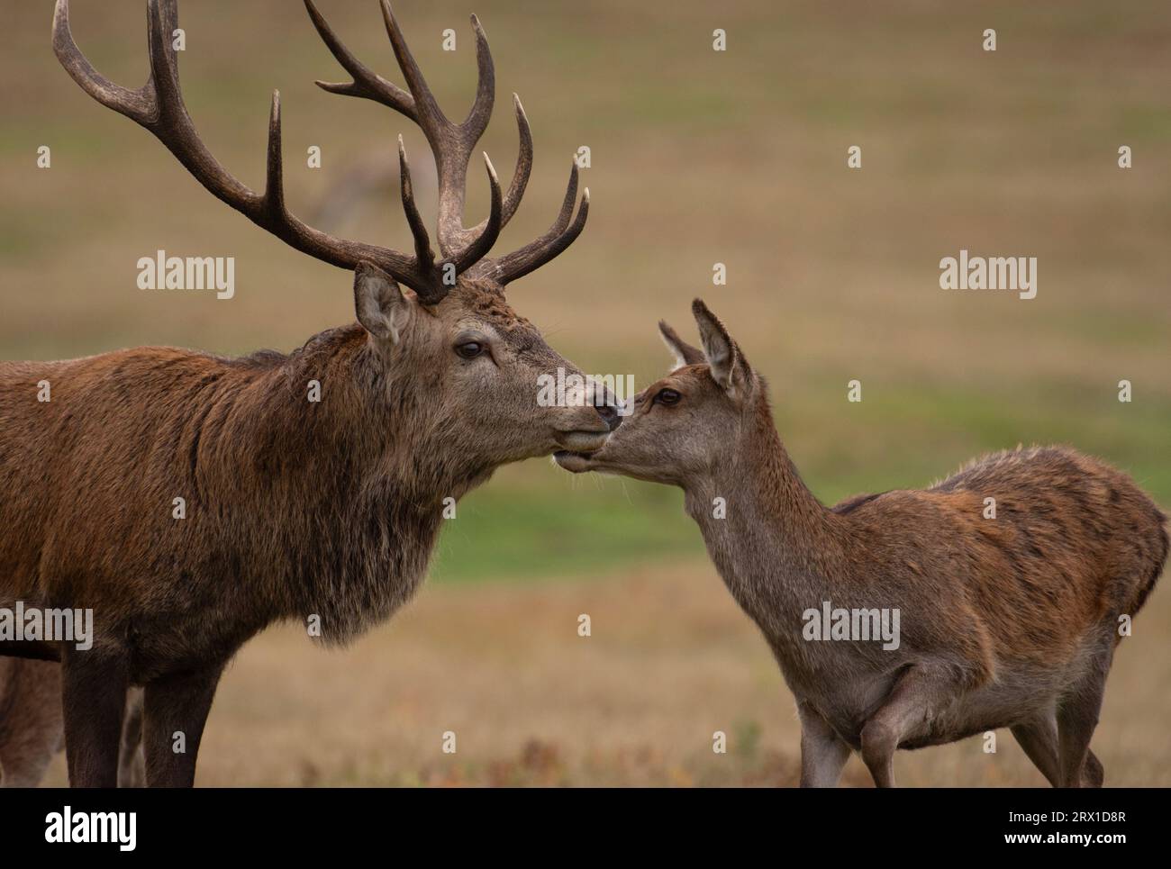 Un cerf rouge mâle et un cerf femelle capturés. LEICESTERSHIRE, Royaume-Uni : un cerf rouge mâle RANDY a été repéré essayant de courtiser une femelle ? en lui soufflant un raspberr Banque D'Images