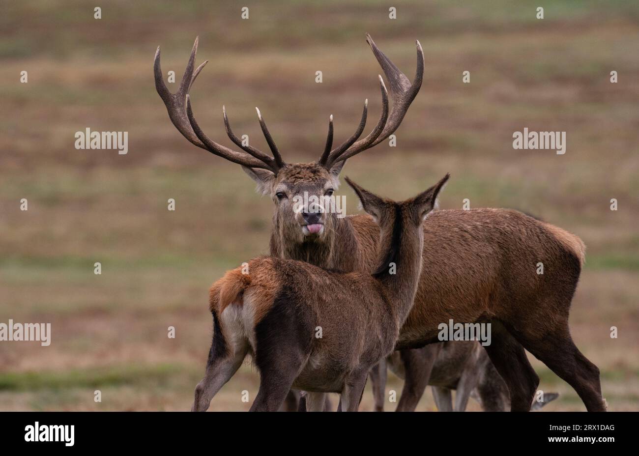 Un cerf rouge mâle avec son tonuge dehors sur une femelle cerf est capturé. LEICESTERSHIRE, Royaume-Uni : un cerf rouge mâle RANDY a été repéré essayant de courtiser une femelle ? b Banque D'Images