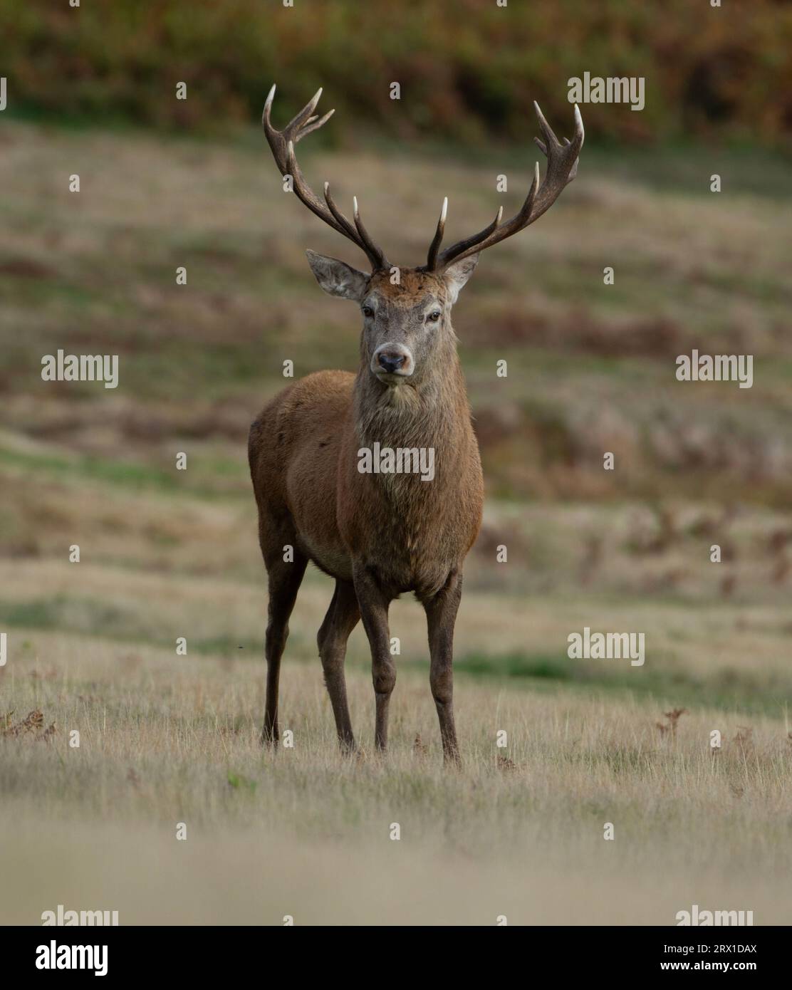 Un cerf masculin établissant un contact visuel avec la caméra. LEICESTERSHIRE, Royaume-Uni : un cerf rouge mâle RANDY a été repéré essayant de courtiser une femelle ? en lui soufflant un ra Banque D'Images