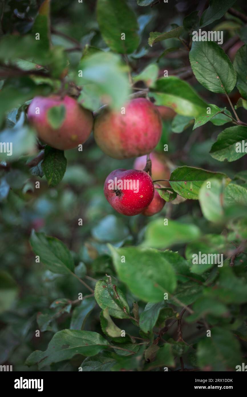 Gros plan de pomme Macintosh rouge sur l'arbre Banque D'Images